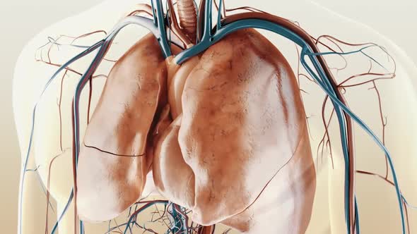 respiratory system and vascular system