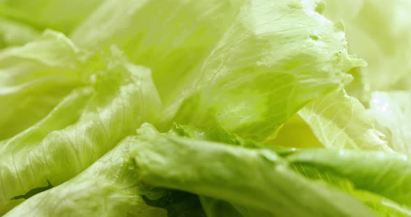 Fresh Green Lettuce