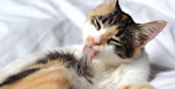 Cute Kitten Washing Herself on White Background