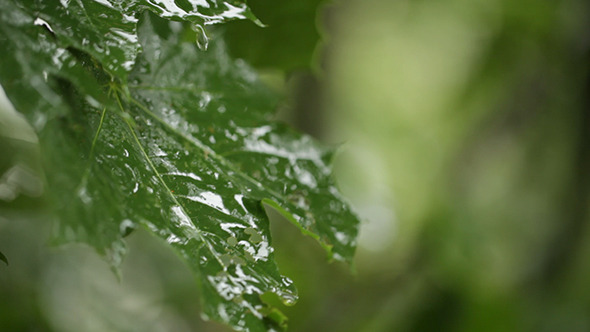 Rain on Maple Leaves Clip 1