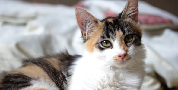 Tricolor Kitten on Owner's Bed