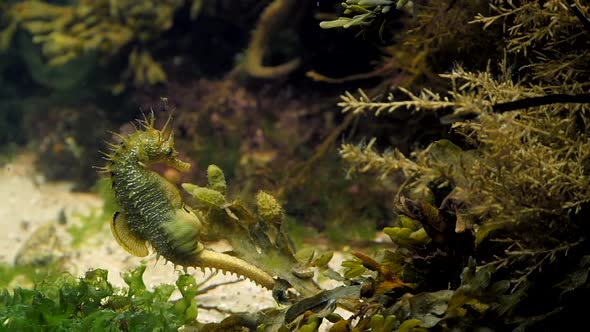 Sea Horse Gutulatus Giving Birth Galicia