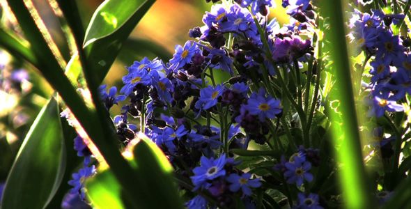 Forget-Me-Not Flowers - Close Up Loop