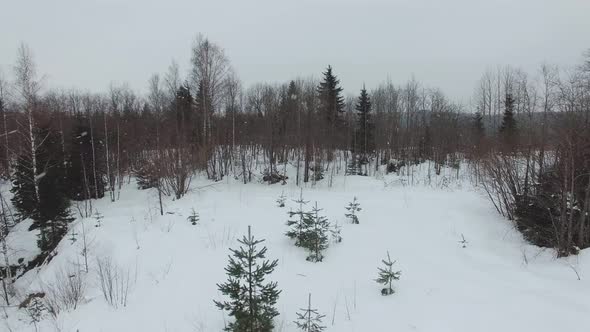 Flying Low Over A Snow-Covered Glade With Bushes And Firs In Cloudy Day.
