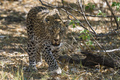 Leopard (Panthera pardus), walking in the bush, Okavango Delta, Botswana, Africa - PhotoDune Item for Sale