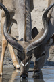 Greater kudu (Tragelaphus strepsiceros), at waterhole, Kalahari, Botswana, Africa - PhotoDune Item for Sale