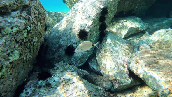 Swimming fish on the bottom of the Aegean sea near the rocks, visible through the blue water, refrac