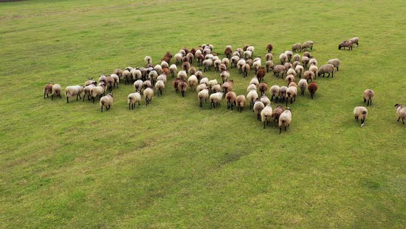 Flock of sheep on green field background. 