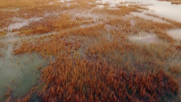 View of wetland