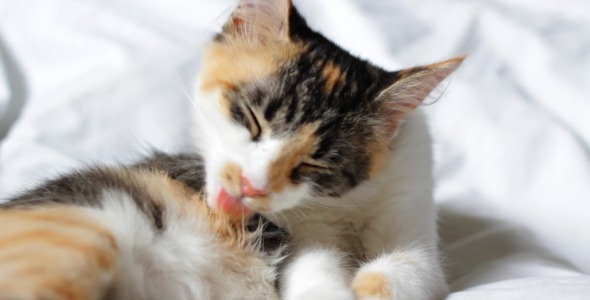  Tricolor Kitten Washing Herself 