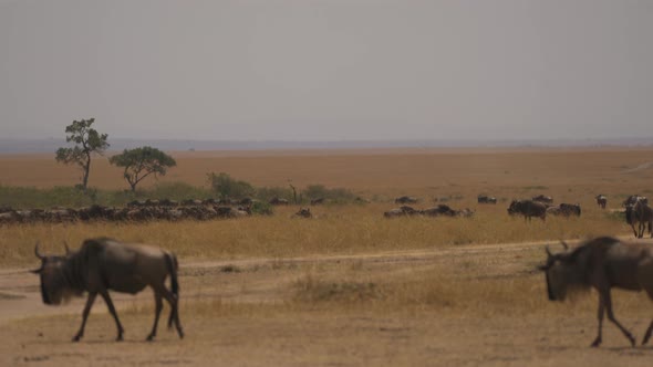Herd of gnus in Masai Mara