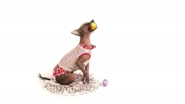 Xoloitzcuintli Dog Catches Balls With His Mouth