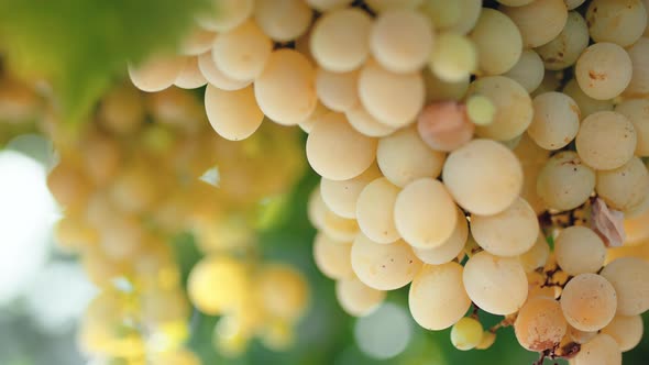 Bunches of White Grapes on the Vine