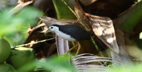 White-Breasted Water Hen 2