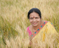 Beautiful young Indian woman wear in saree at the wheat field - PhotoDune Item for Sale