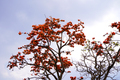 Palash flower tree, Butea Monosperma or palash flower - PhotoDune Item for Sale