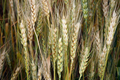 Wheat field. Ears of golden wheat close up. - PhotoDune Item for Sale