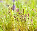 Beautiful nature , Beautiful meadow , Backgrounds - PhotoDune Item for Sale