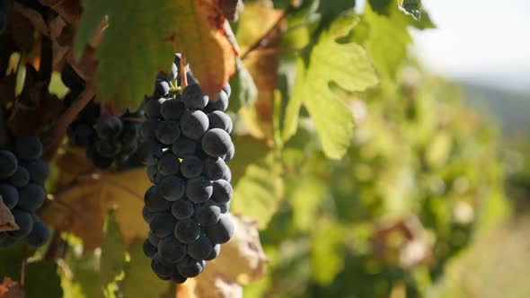 Shallow DOF  Vitis vinifera fruit in vineyard  1920X1080 HD footage - Common grape on vines close-up