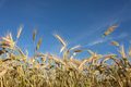 Field of Rye in Summer - PhotoDune Item for Sale
