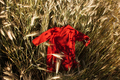 Red Dress on the Field of Rye - PhotoDune Item for Sale