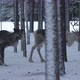 White Male and Brown Female Deer Standing Together in Frosty Pine Forest in Finland - VideoHive Item for Sale