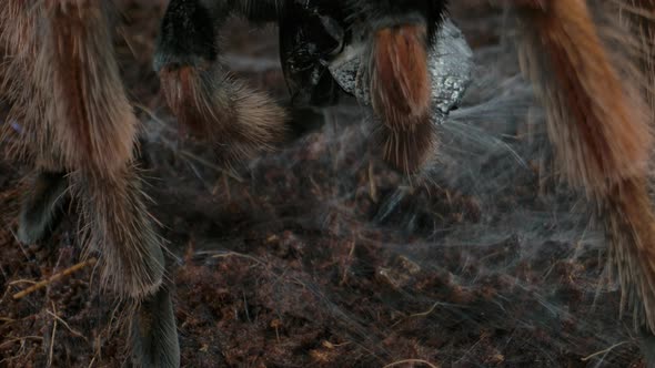 Tarantula wrapping food in web to store for later