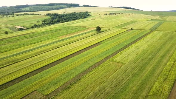 Aerial view of green agriculture fields in spring with fresh vegetation after seeding season.