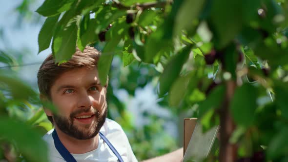 Garden Worker Picking Cherry Branches Enjoying in Green Plantation