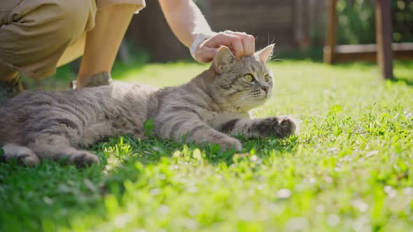 Cute Gray Cat Lying on Green Grass While Its Owner Gently Strokes Him