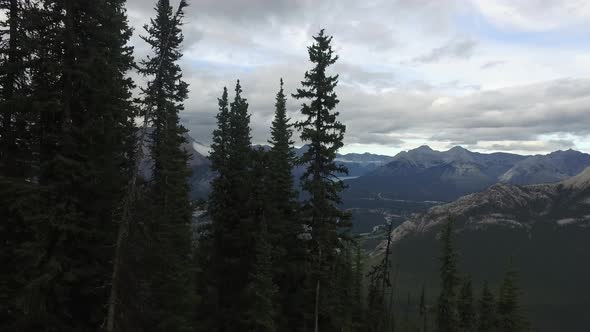 Fir trees on a slope