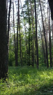 Vertical Video of a Summer Green Forest with Trees During the Day Slow Motion