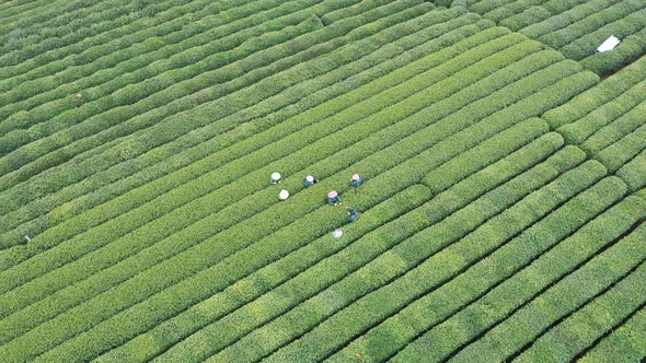 Tea plantation in mountain