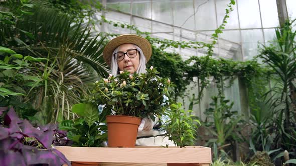 65-70-Aged Female Gardener Spraying Flower Pots with Water in the Wonderful Greenhouse