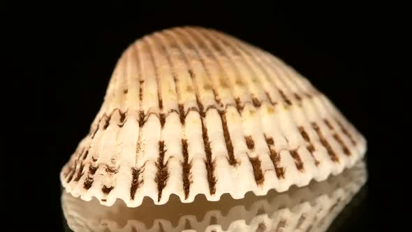 Colorful Sea Shell Isolated on a Black, Rotation, Cam Moves To the Right