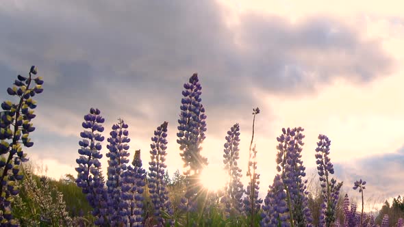 Beautiful Lupin Field at Lake Tekapo, New Zealand in Summer