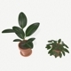 Plants - 3DOcean Item for Sale