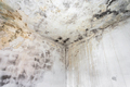 Fungal mold on an interior wall - PhotoDune Item for Sale