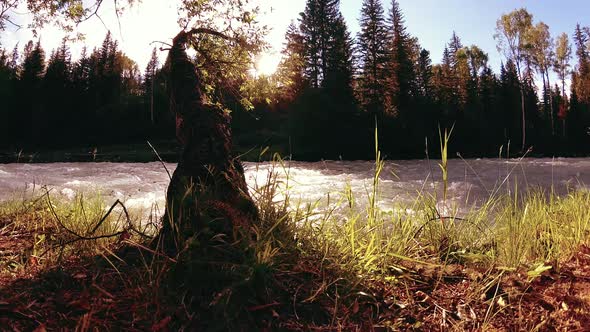 Meadow at Mountain River Bank. Landscape with Green Grass, Pine Trees and Sun Rays. Movement on