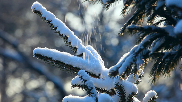 Winter Forest