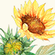 Watercolor Sunflowers collection PNG - GraphicRiver Item for Sale