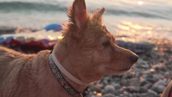 Close up side view of cute medium sized, greek breed Kokoni dog during sunset at beach of Kalamata,