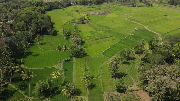 Aerial view of rice field village in Indonesia