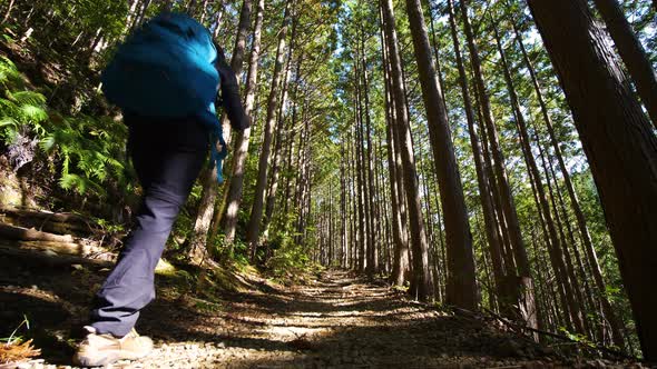 Rear low angle, hiker follows forest trail, filtered sunlight, Japan