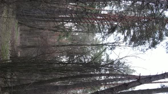 Vertical Video of Trees in a Pine Forest Slow Motion