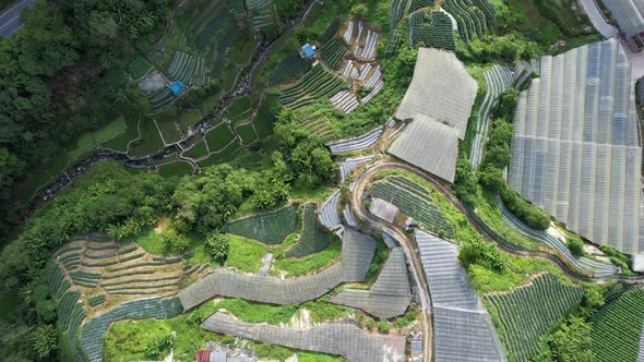 Cameron Highlands, Pahang Malaysia