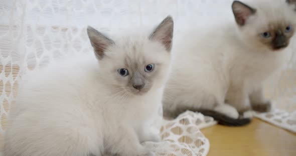 Two Thai Siamese Kitten Cat Sitting on the Floor