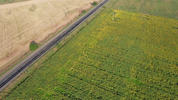 Aerial View of Cars Driving Along the Rural Highway Along a Sunflower Field in the Summer