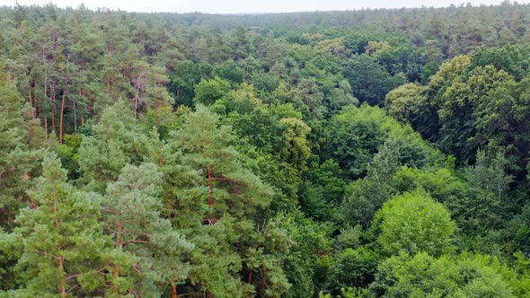 Summer green trees of forest background. 