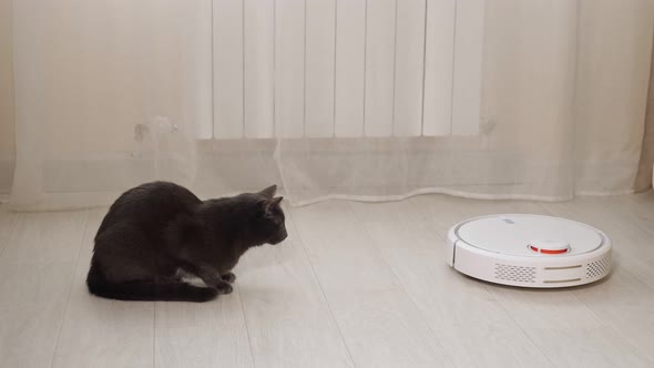 Scared Black Cat Looks at Robot Cleaner Hoovering Floor